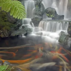 Longshan Temple Waterfall Print with Koi Fish Longshan Temple Waterfall Print with Koi Fish