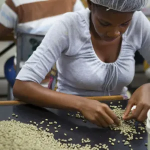 Processing Coffee Print, Marley Coffee, Jamaica Processing Coffee Print, Marley Coffee, Jamaica