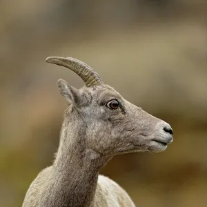 Bighorn sheep (Ovis canadensis) Ewe, Yellowstone NP, Montana, USA Bighorn sheep (Ovis canadensis) Ewe, Yellowstone NP, Montana, USA