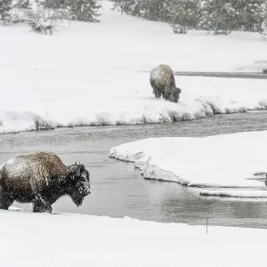 Bison foraging along shore of the Madison River Valley, Yellowstone National Park, Wyoming, USA Bison foraging along shore of the Madison River Valley, Yellowstone National Park, Wyoming, USA