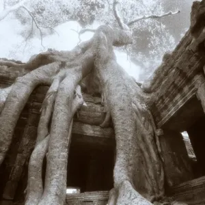 Ta Prohm Print, a photograph of the ancient temple's tree-entwined facade Ta Prohm Print, a photograph of the ancient temple's tree-entwined facade