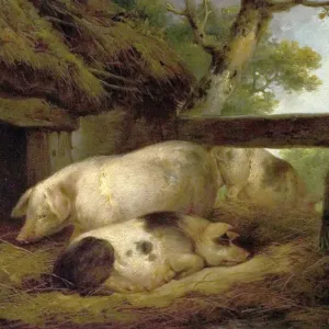 Oil on Wood Print of Pigs Study Oil on Wood Print of Pigs Study