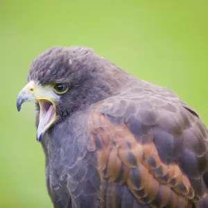 Un hibou de l'huître appelle