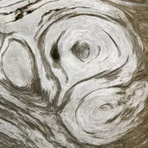 growth patterns on a tree trunk growth patterns on a tree trunk