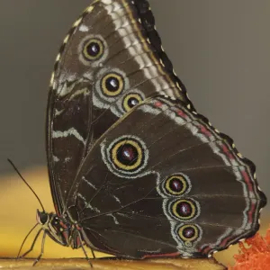 Una mariposa se alimenta de fruta en un húspida en Cali Una mariposa se alimenta de fruta en un húspida en Cali