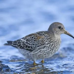 Beringstrandläufer