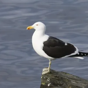 Kelp Gull Print, Breeding Adult Kelp Gull Print, Breeding Adult