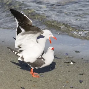 Dolphin Gull Print, Adult Birds Mating in Beagle Channel Argentina Dolphin Gull Print, Adult Birds Mating in Beagle Channel Argentina