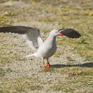 Delfinmöwe