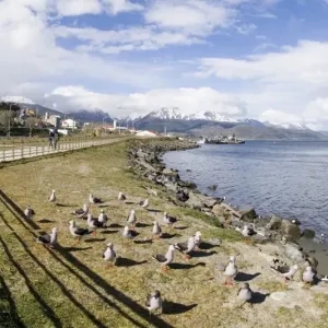 Dolphin Gull Print, Ushuaia Seafront Dolphin Gull Print, Ushuaia Seafront