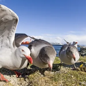 Dolphin Gulls (Larus scoresbii) Print on Sea Front in Ushuaia, Argentina Dolphin Gulls (Larus scoresbii) Print on Sea Front in Ushuaia, Argentina