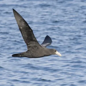 Southern Giant Petrel Print, immature, Beagle Channel Argentina Southern Giant Petrel Print, immature, Beagle Channel Argentina