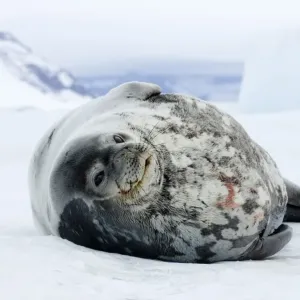 Weddell Seal Print on Sea Ice