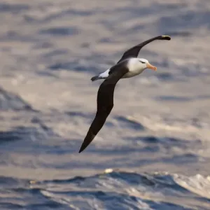 Black-browed Albatross Print - Southern Ocean off Cape Horn Black-browed Albatross Print - Southern Ocean off Cape Horn