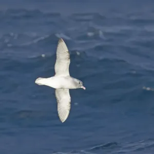 Silbersturmvogel