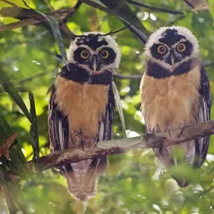 Spectacled Owl Juveniles Print Spectacled Owl Juveniles Print
