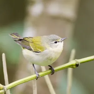 Tennessee Warbler Print (Vermivora peregrina) Tennessee Warbler Print (Vermivora peregrina)