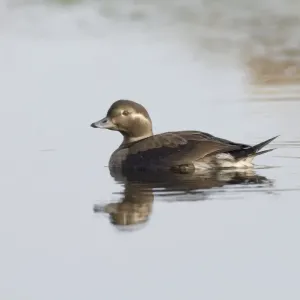 Long-tailed Duck juvenile Print Long-tailed Duck juvenile Print