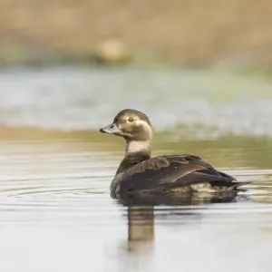 Long-tailed Duck juvenile Print Long-tailed Duck juvenile Print