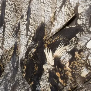 Nightjar Print - Close-up of Feathers on Mantle Nightjar Print - Close-up of Feathers on Mantle