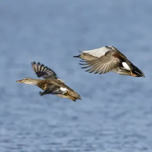 Gadwall Pair Print, Cley Norfolk Gadwall Pair Print, Cley Norfolk