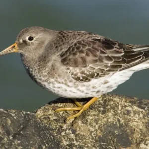 Purple Sandpiper Print on Rocks UK Winter Purple Sandpiper Print on Rocks UK Winter
