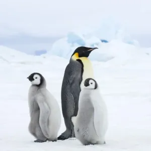 Emperor Penguin Print - Adult with Chicks, Weddell Sea Antarctica Emperor Penguin Print - Adult with Chicks, Weddell Sea Antarctica