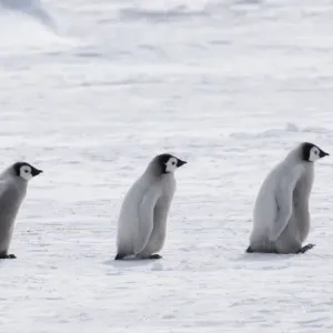 Emperor Penguin Chicks on Weddell Sea Ice Print Emperor Penguin Chicks on Weddell Sea Ice Print