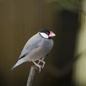 Java Sparrow Print in Captivity