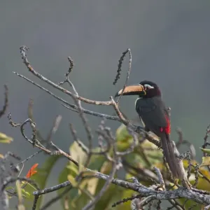 Lettered Aracari Print, Amazon Peru Lettered Aracari Print, Amazon Peru