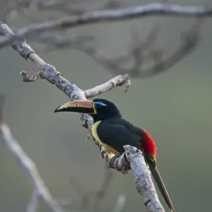 Lettered Aracari Print Lettered Aracari Print