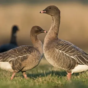 Pink-footed Geese Print, North Norfolk January Pink-footed Geese Print, North Norfolk January