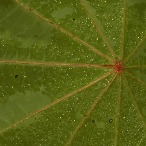 Castor Bean Leaf Print Castor Bean Leaf Print