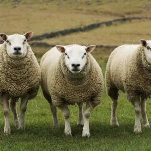 Domestic Sheep Print, Beltex and Texel Rams in Field, England Domestic Sheep Print, Beltex and Texel Rams in Field, England