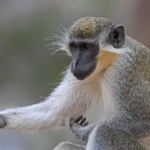 Callithrix Monkey Print, Adult Scratching Arm Callithrix Monkey Print, Adult Scratching Arm