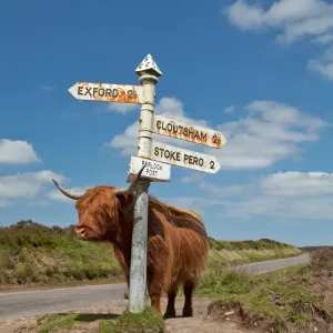 Highland Cattle Print, Exmoor Landscape Highland Cattle Print, Exmoor Landscape