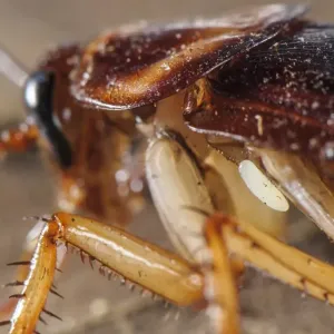 Grünkäferwespe Ei (Ampulex compressa), gerade abgegeben auf amerikanischen Käferwurm-Host (Periplaneta americana) Grünkäferwespe Ei (Ampulex compressa), gerade abgegeben auf amerikanischen Käferwurm-Host (Periplaneta americana)
