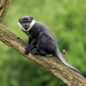 Le singe-hoest jeune, assis sur un rameau en captivité Le singe-hoest jeune, assis sur un rameau en captivité