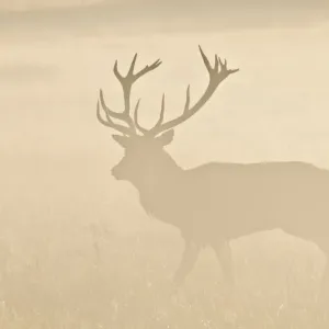 Red Deer Stag Print: Silhouetted Richmond Park Landscape at Sunrise Red Deer Stag Print: Silhouetted Richmond Park Landscape at Sunrise
