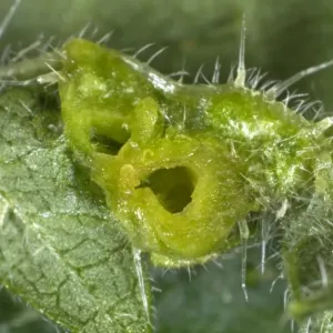 Schnitt durch eine Brennnesselblattgall, verursacht durch eine Stechmücke, Dasineura urticae, auf der Unterseite einer Brennnessel. Schnitt durch eine Brennnesselblattgall, verursacht durch eine Stechmücke, Dasineura urticae, auf der Unterseite einer Brennnessel.