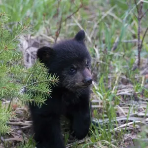 Black Bear Cub Print Black Bear Cub Print