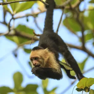 Roatan White-faced Capuchin Monkey Print Roatan White-faced Capuchin Monkey Print