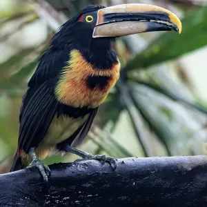 Aracari in the Cloud Forest Print Aracari in the Cloud Forest Print