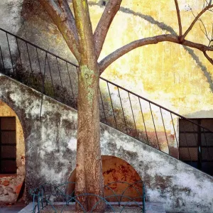 Mexico, Queretaro Print: Weathered Stairway Amidst a Tree Mexico, Queretaro Print: Weathered Stairway Amidst a Tree