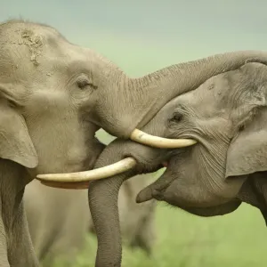 Asia, la India Asia, la India