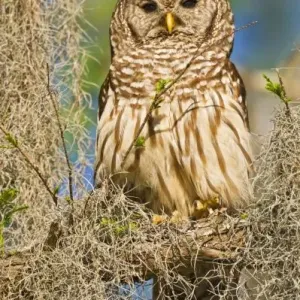 Bartgeier (Strix barbata)