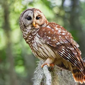 Bartgeier (Strix barbata)