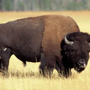 Yellowstone Bison Print Yellowstone Bison Print