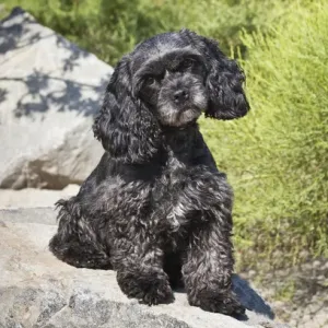 Black Cockapoo on Boulders Print Black Cockapoo on Boulders Print