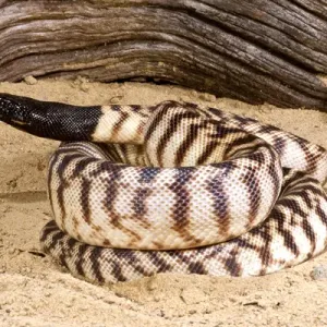 Black-headed Python Print, Aspidites melanocephalus native to Australia Black-headed Python Print, Aspidites melanocephalus native to Australia